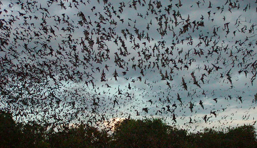 Bracken Cave Bats